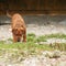 Young hunting dog in training