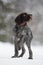 Young hunting dog walking in winter