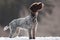 Young hunting dog in winter