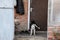 young husky dog standing at the door