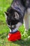 Young husky drinks water from travel bowl