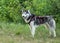 Young  husky on  leash, classic portrait of  dog training in nature  with open mouth