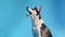 Young husky looks up and then looks at the camera in studio on blue backgrounds