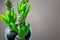 Young hyacinth buds among green leaves