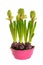 Young hyacinth flower in a pot