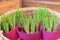 Young hyacinths shoots in wicker basket for sale