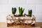 Young hyacinths in a wooden box