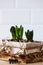Young hyacinths in a wooden box