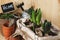 Young hyacinths in a wooden box