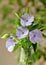 Young Hydrangea flower with dew