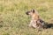 Young hyena in the grasslands of the Masai Mara