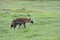 A young Hyena on the move(3)