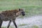 A young Hyena on the move(5)