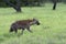 A young Hyena on the move(6)