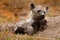 Young hyena pup, evening sunset light. Hyena, detail portrait. Spotted hyena, Crocuta crocuta, angry animal near the water hole,