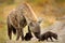 Young hyena pup, evening sunset light. Hyena, detail portrait. Spotted hyena, Crocuta crocuta, angry animal near the water hole,