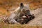 Young hyena pup, mother care. Hyena family, detail portrait. Spotted hyena babe, Crocuta crocuta, angry animal near the water hole