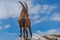 Young ibex with his head slightly turned against the sky, Dolomites, Italy