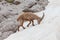 Young ibex looking for food in the snow, Dolomites, Italy