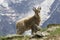 Young ibex in the mountains. French Alps.