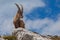 Young ibex over a rock with his head slightly turned against the sky, Dolomites