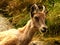 Young ibex portrait