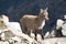 Young ibex on rocks