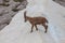 Young ibex walking on a snow ridge, Dolomites, Italy