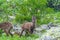 Young ibexes in the Alpi Marittime park, in Valle Gesso Cuneo