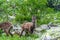 Young ibexes in the Alpi Marittime park, in Valle Gesso Cuneo