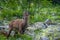 Young ibexes in the Alpi Marittime park, in Valle Gesso Cuneo