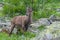 Young ibexes in the Alpi Marittime park, in Valle Gesso Cuneo