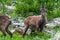 Young ibexes in the Alpi Marittime park, in Valle Gesso Cuneo