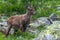 Young ibexes in the Alpi Marittime park, in Valle Gesso Cuneo