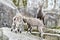 Young ibexes Capra Ibex fighting