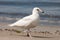 Young Iceland Gull (Larus glaucoides)