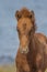 Young icelandic horse, West Fjords, Iceland