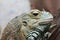 Young Iguana iguana male is sitting on a hand during the exhibition.