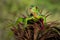 A young iguana on a plant