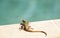 Young Iguana Rests by Pool