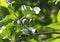 Young immature fruits of Apple on a branch