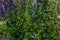 Young immature green buds of blue purple aconite flowers, monkshood, wolfsbane on a bush, perennial in summer garden