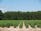 Young Immature Green Cotton Plants in a Field