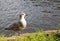 Young immature herring gull