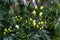 Young immature yellow green buds of blue purple aconite flowers, monkshood, wolfsbane on a bush