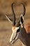 The young impala Aepyceros melampus male staying in the green grass in the shade on south africa safari