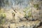 Young Impala in African landscape