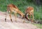 Young impala antelopes sort things out by exchanging blows of horns