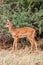 Young Impala baby stands and watching other antelopes in a game reserve