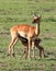 Young Impala feeding